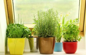 How to Grow an Indoor Herb Garden